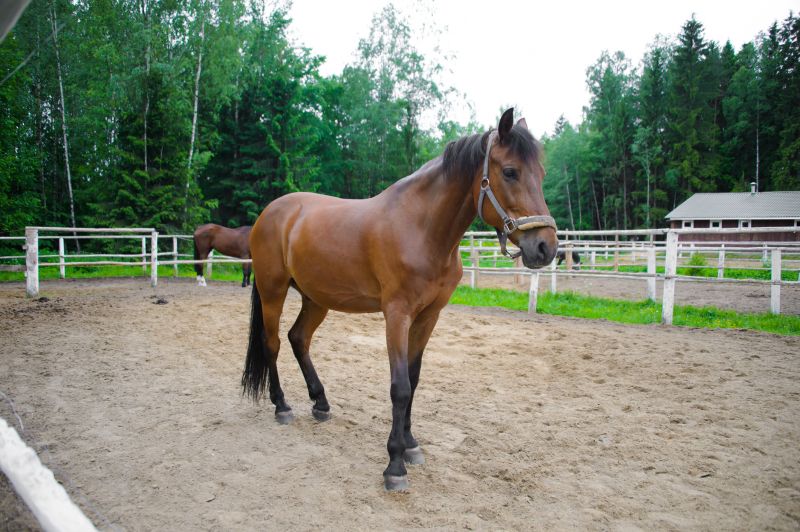 Horse Paddock Installation